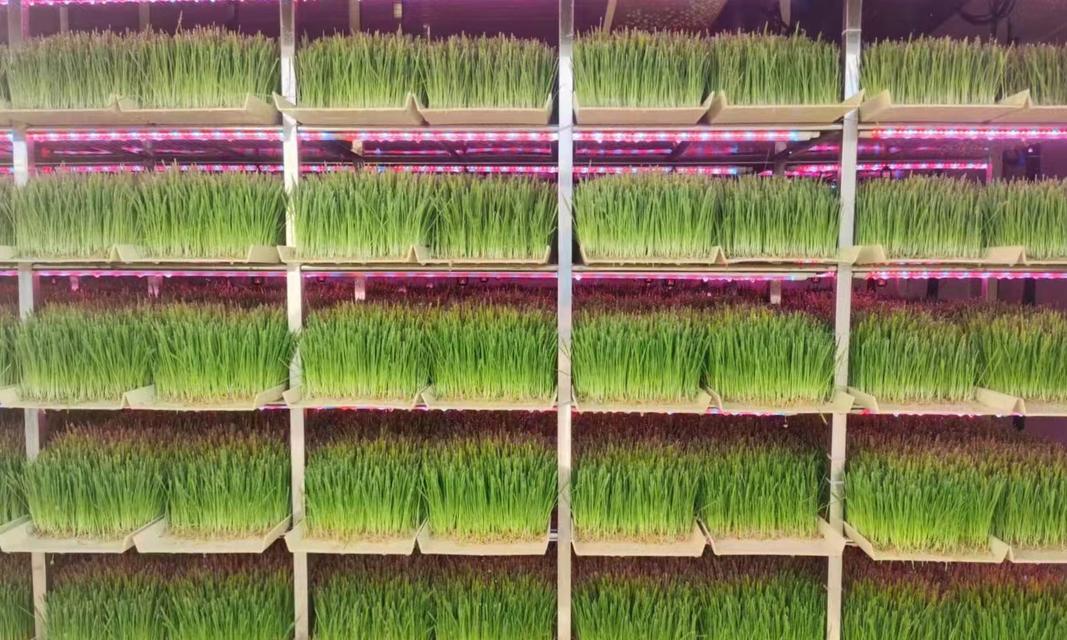 植物发电（探索植物能源的无限潜力）