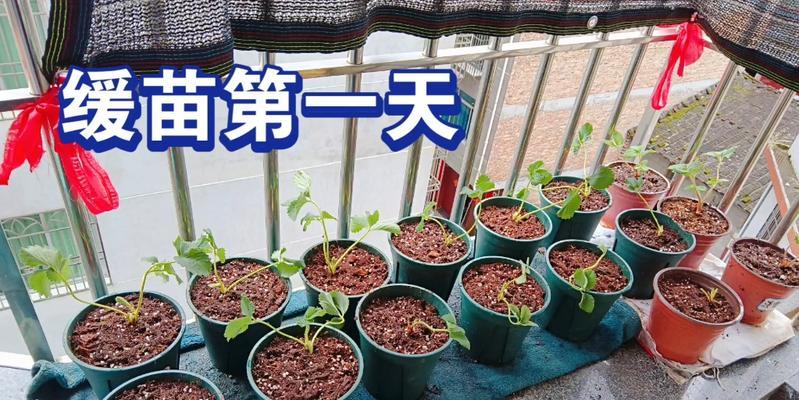 草莓种密了会怎么样（密植对草莓生长和产量的影响）