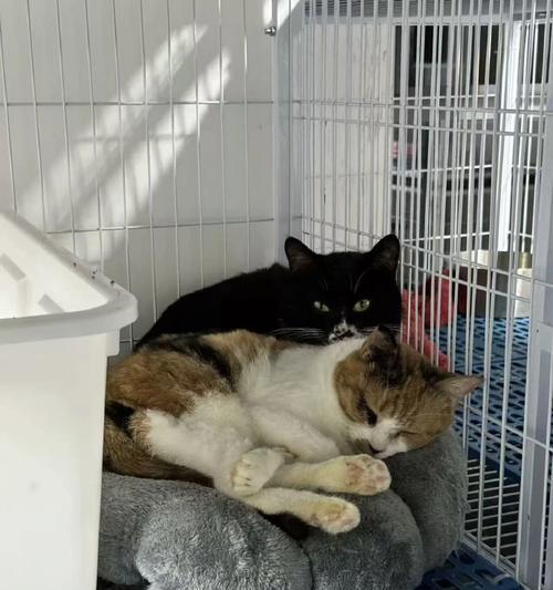 以8只小猪服务怎么样？——探寻它们带给人们的美好体验