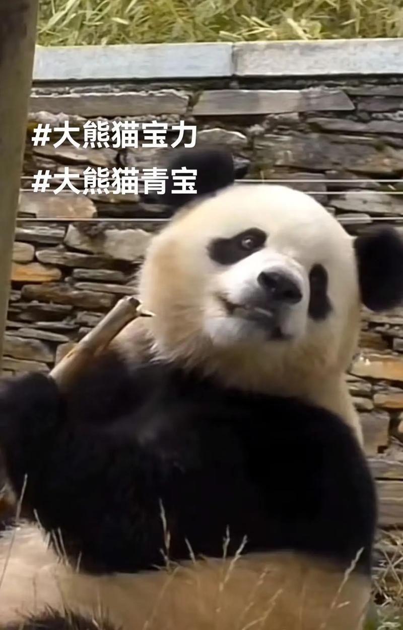 大熊猫的战斗力如何？（揭秘大熊猫的保护色与攻击技巧）